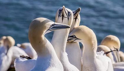 BOB半岛-是否渴望像科比德克那样一人一城？库里：1000%！