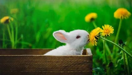 BOB半岛官网-马拉多纳十大高光时刻：不只有大力神杯和上帝之手